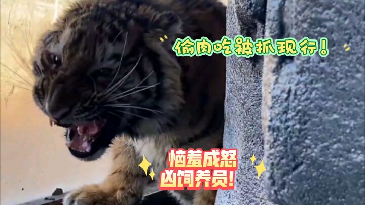 Xiangxiang kembali mencuri siku dari Raja Harimau saat orang-orang lengah~