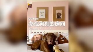 狗子的房间一个比一个大，羡慕了！