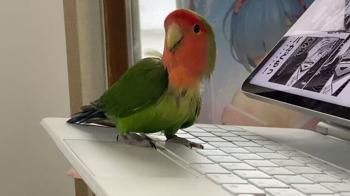 Saku-chan Imitating an Electronic Voice