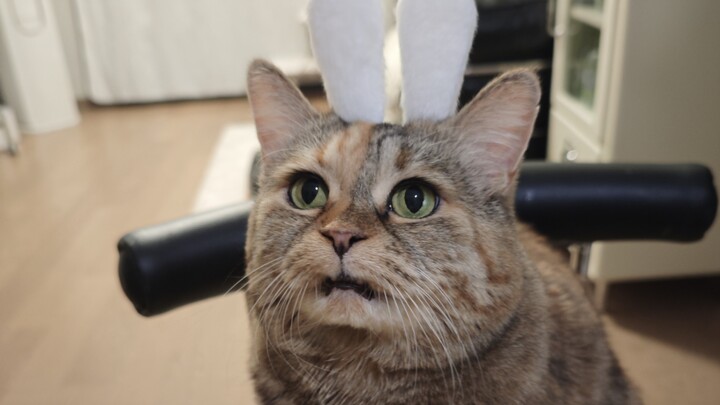 What’s the difference between me and a little white rabbit?