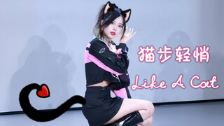 【AOA เดินเบาๆ แบบแมว】ปลดล็อกภาพน้องแมวขี่มอเตอร์ไซค์