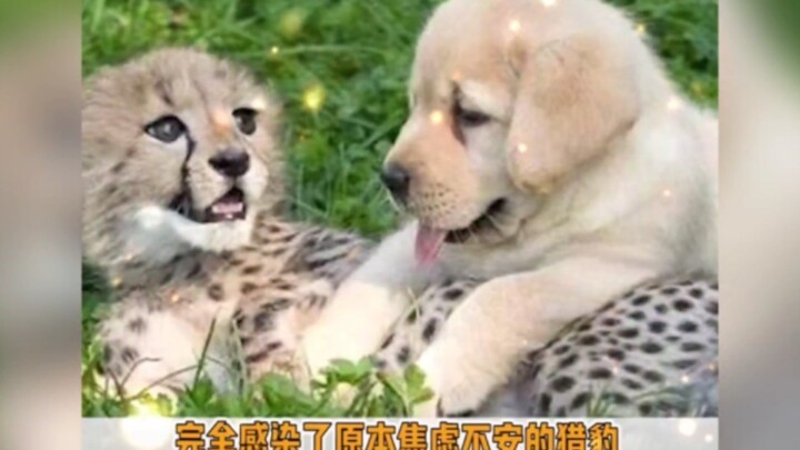 Dogs are also spiritual guides in the animal kingdom.