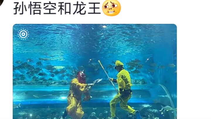 Aquarium basics aren’t basic when it comes to performances.
