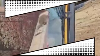 鼠鼠我呀……躲得了初一，可是躲不了十五呐
