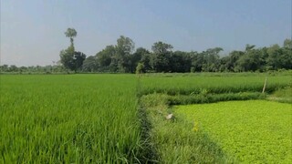 সবুজ ফসলের মাঠ | Green Nature