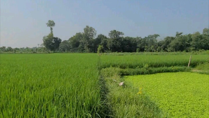 সবুজ ফসলের মাঠ | Green Nature