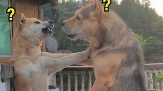 أين توجد الحيوانات الغريبة 149