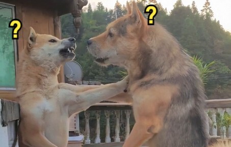 أين توجد الحيوانات الغريبة 149