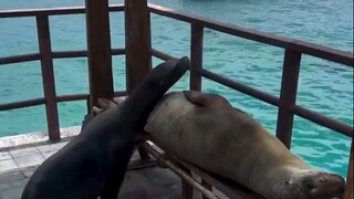 Stinky sea lion, this is not a place for you to lie down😡