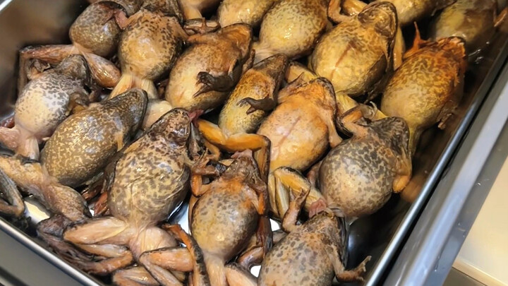 تعالَ هنا، ضفدع غابات شمال شرق الصين الممتلئ بالزيت والبذور!