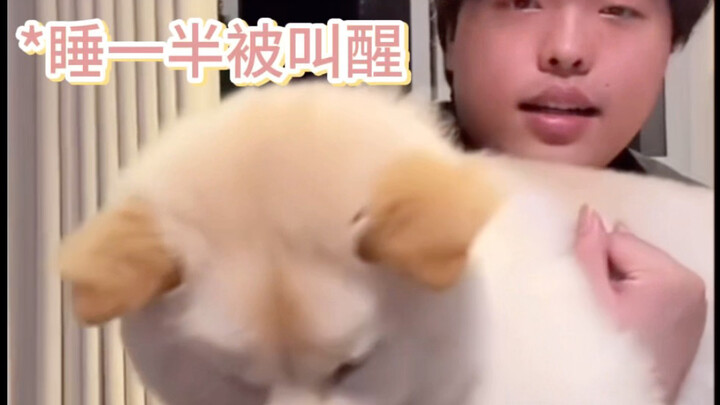 Doudou: Helpless and Fluffy