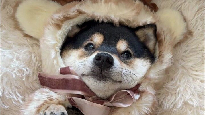 วันปรับปรุงบ้านแบบเต็มรูปแบบของแม็กกี้ จาง