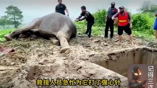 แม่ช้างผู้ยิ่งใหญ่