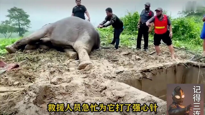 Bà mẹ voi vĩ đại