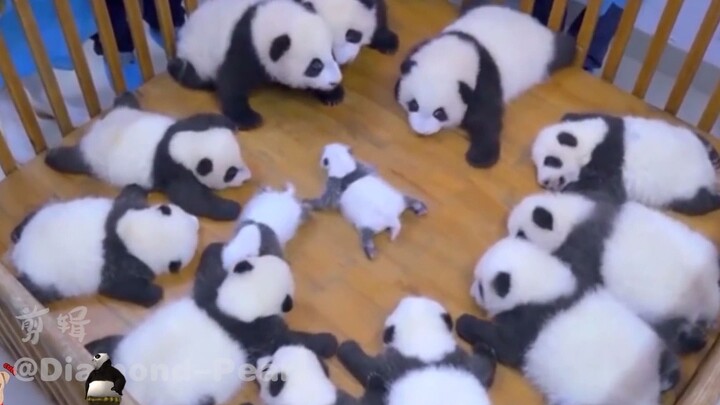 谁还不是个国宝啦～～