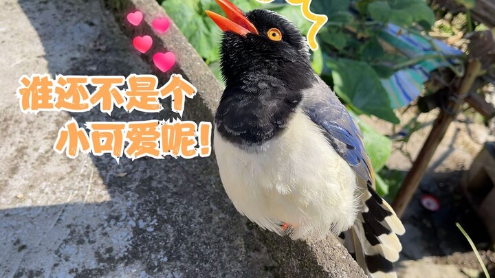 Even Red-billed Blue Magpies Are Afraid of Geese? Seeking Protection from Their Owner!