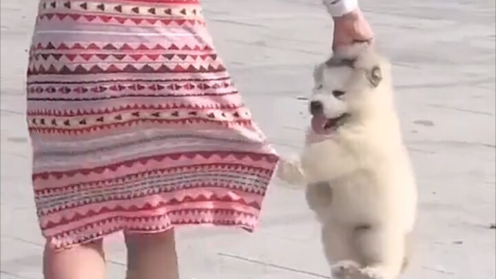 A Showcase of Tricky Animals That Never Let You Rest Easy!