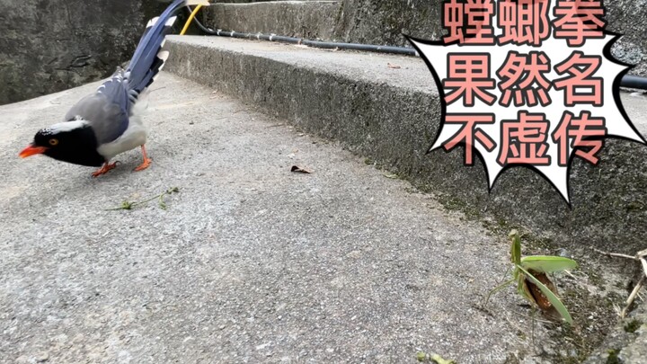 Raja burung bertarung dengan belalang sembah, isi videonya sangat menarik