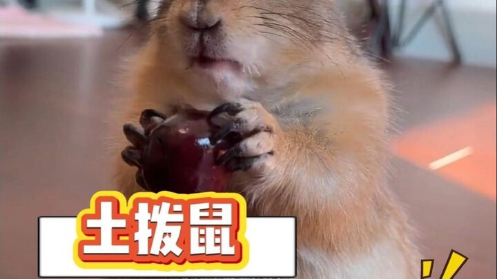 Sóc đất: Con người, sao bạn lại ích kỷ đến thế!