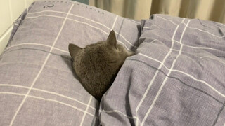 I came home late and the kitten was already asleep.