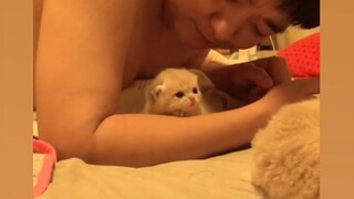 [Video mèo tổng hợp] Bé mèo con đáng yêu trí mạng