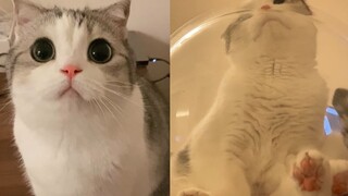 هل سبق لك أن رأيت قطة مؤخرتها كبيرة مثل الكرة؟