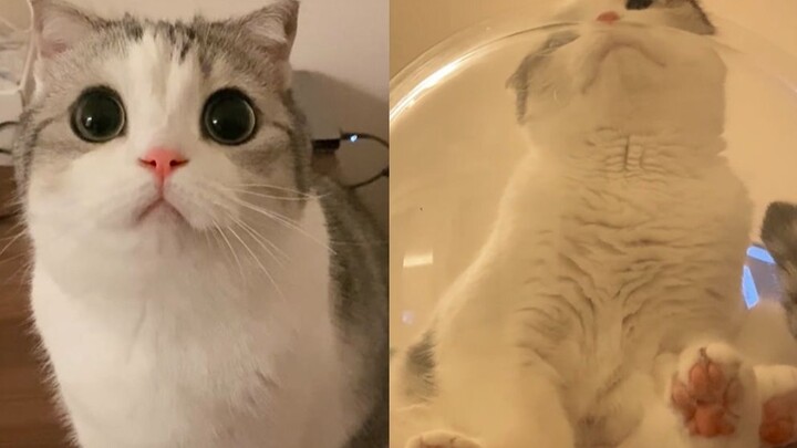 Pernahkah kamu melihat kucing yang pantatnya sebesar bola?