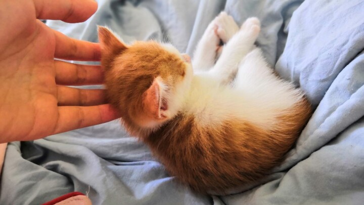 How affectionate is a stray cat that’s been raised from kittenhood?