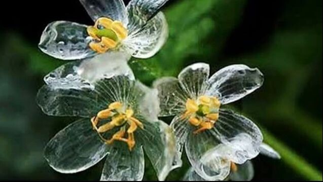 La flor que se vuelve transparente cuando llueve 🌧️🌸