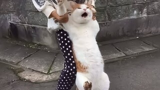 Một chú mèo con có thể có ý đồ xấu xa gì vậy???