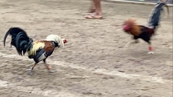 TALISAY VS SWEATER, 22K PARADA HALF FIGHT #SABONG LCA