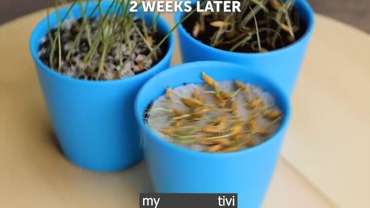 mọc lớn lên từng ngày p4 #mytivi