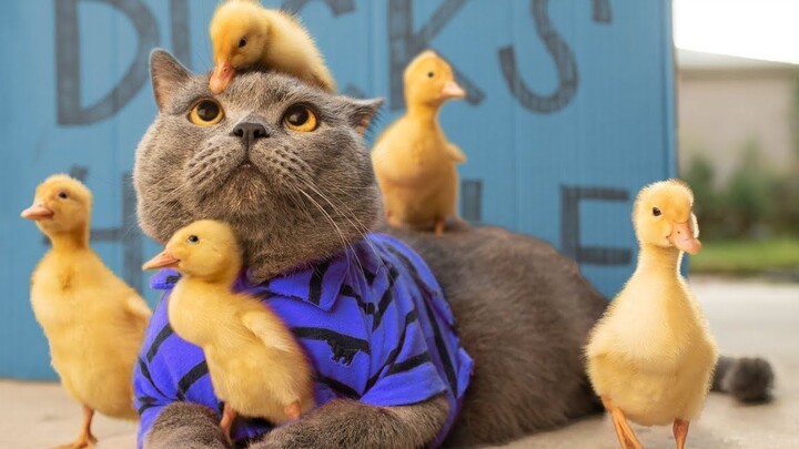 Selebriti internet Mike the Cat: Ayo kita asuh anak-anak bersama! 【AaronsAnimals】