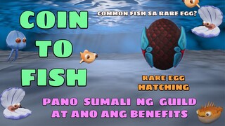 Coin to Fish | Rare EGG and Guild Recruitment