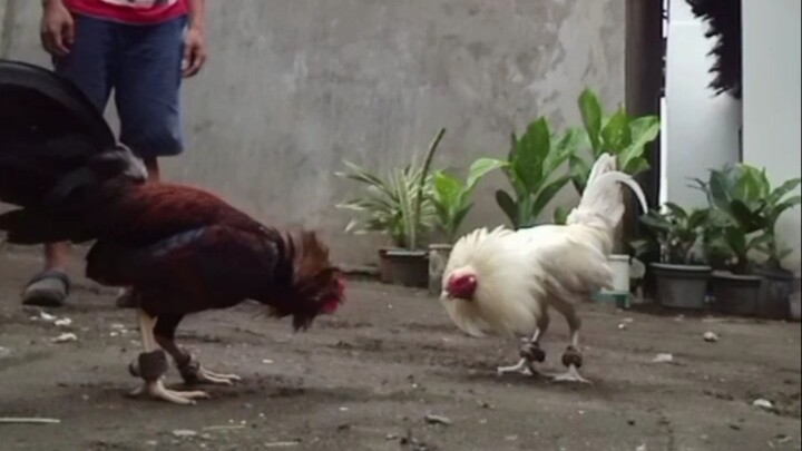 second spar of my 8months old Red hennie,2 mons nlang Pwede ng mapalaban..abangan nyu guys laban nya
