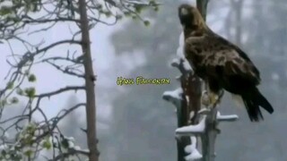 Fakta Burung Elang Sang Raja Udara 🦅