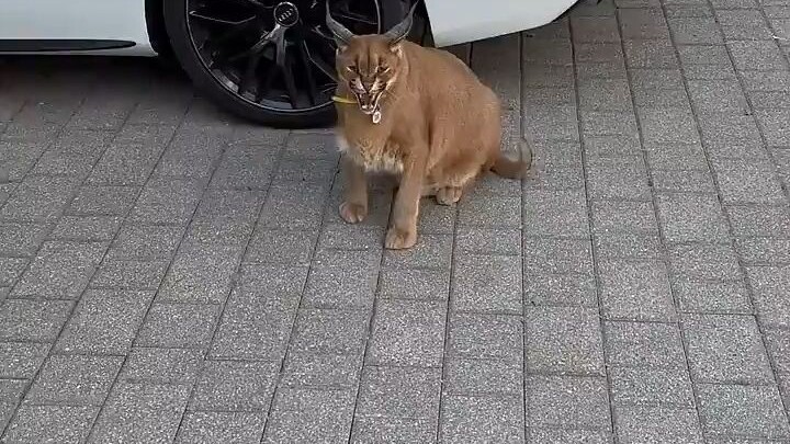 احصل على 👂الكفاءة الإلهية