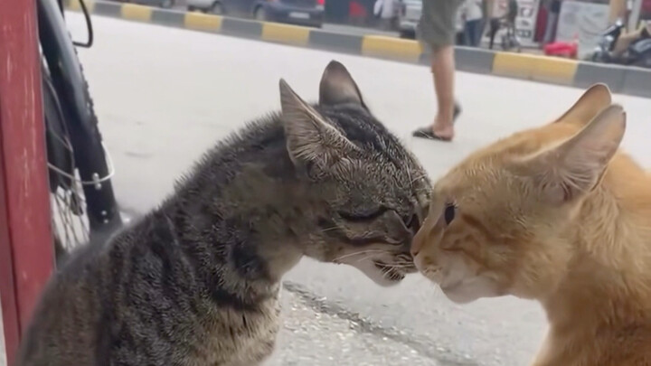 คิมิทีวี: ข้าต่างหากคือเจ้านาย