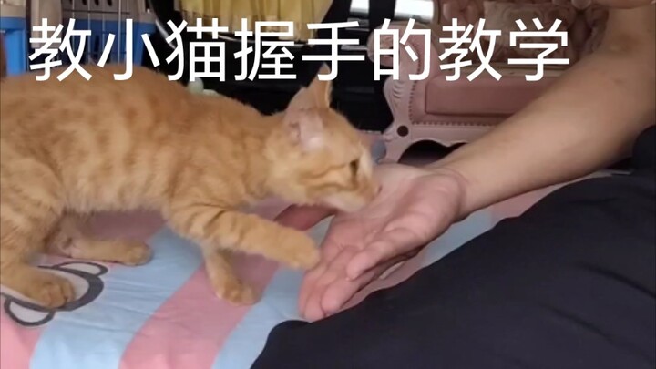 Dạy mèo con bắt tay