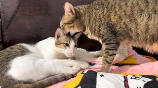 #275 Nhà dưỡng lão khế Thúi, bị tấn công