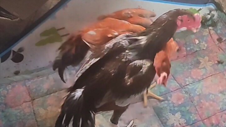 Online Babies rematch