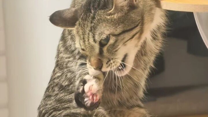 สุนัขมีไอคิวต่ำแค่ไหนกันแน่