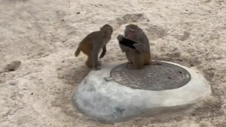 Let me see how to play on my phone!