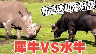 Rhinoceros: It turns out that even cows sometimes lose their temper!