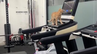 oyen ngegym