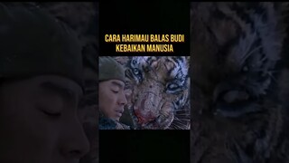 BOCIL SANGAT KETAKUTAN BERHADAP DENGAN HARIMAU BAIK HATI #alurceritafilm #film