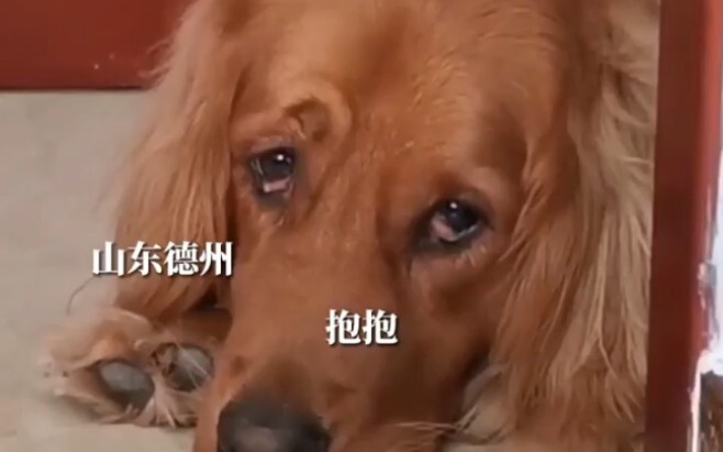 สาวน้อยกำลังเก็บของเตรียมกลับไปเรียน พอหันกลับมาเห็นเจ้าตูบนอนหมอบหน้าประตูด้วยท่าทีเศร้าสร้อย ขอบตา