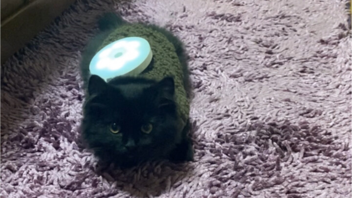 Giving the Black Cat a Voice-Activated Light: The “Hilariously Awkward Incident”