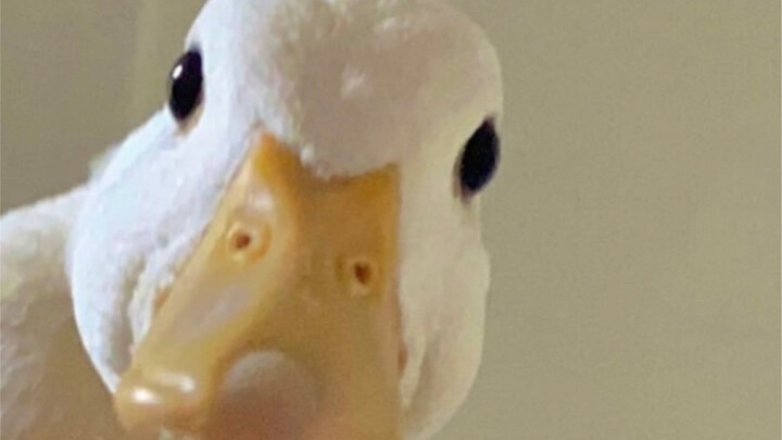 Call Duck: Let me see which cutie has a bigger chest than me!