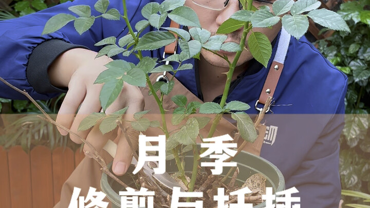 Pruning and Cutting Propagation of a Single Rose Sapling